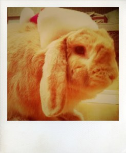 Festive Chino wishes for peace on Earth and for more household furniture to nibble affectionately