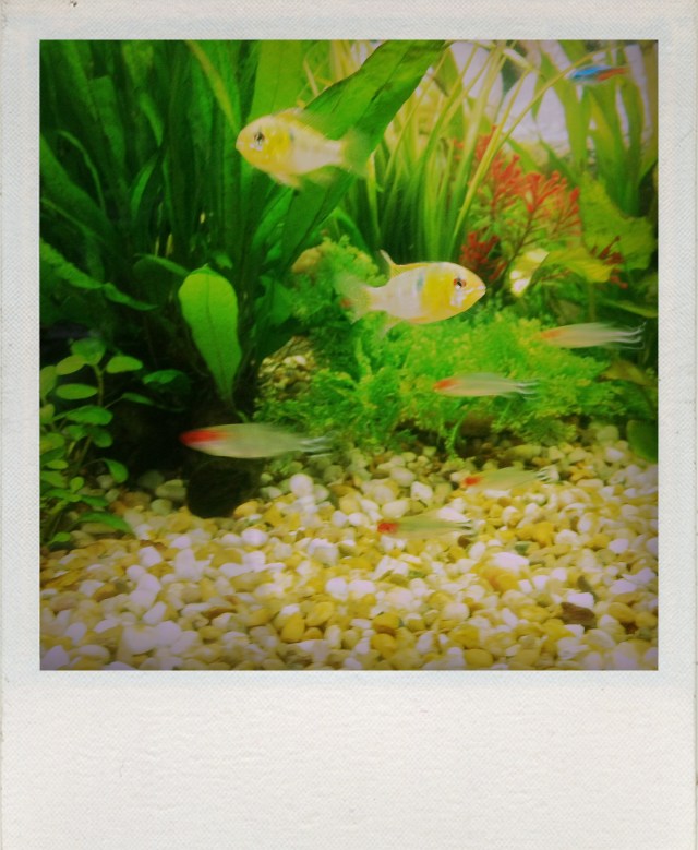 A little splash of something tropical...